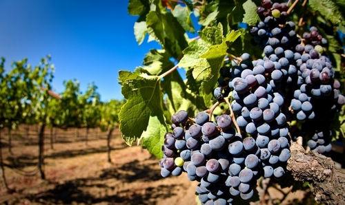 為什么這么多人用綠之洲微生物菌劑？