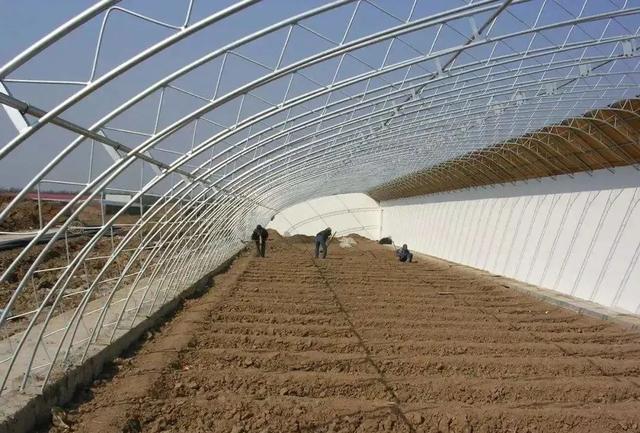 夏季大棚處理土壤，有效降低病蟲害，這四種方式你知道幾個